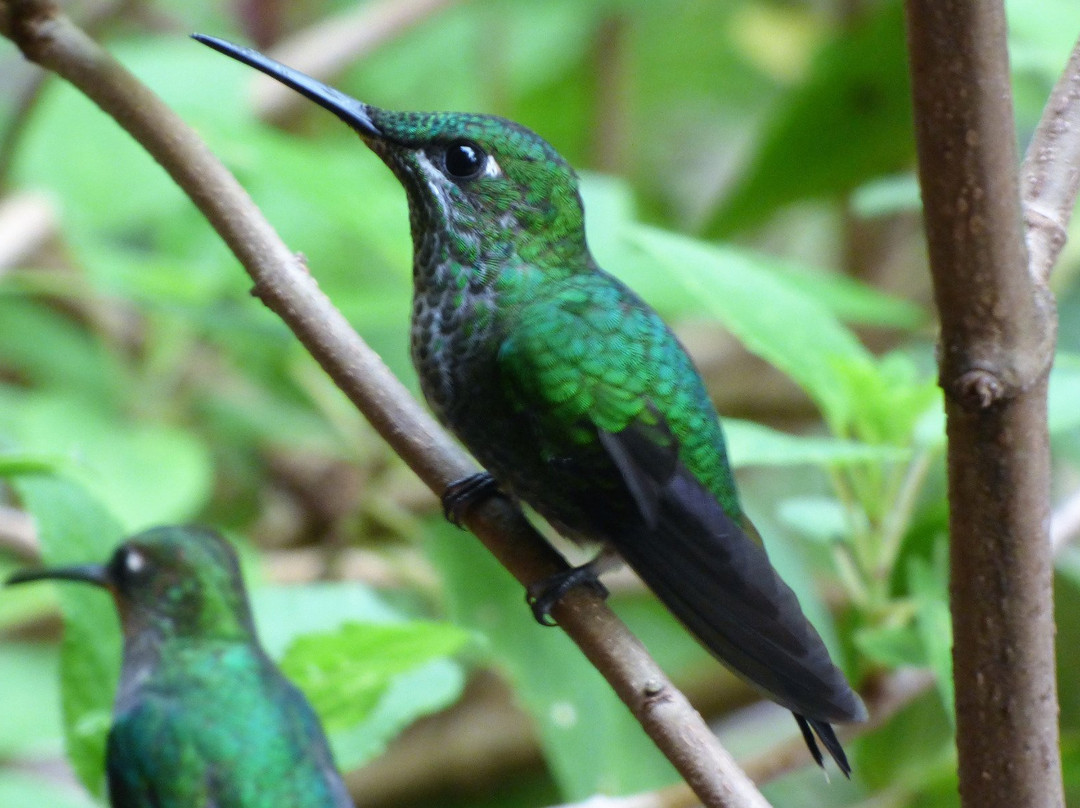 Monteverde Hummingbird Gallery景点图片