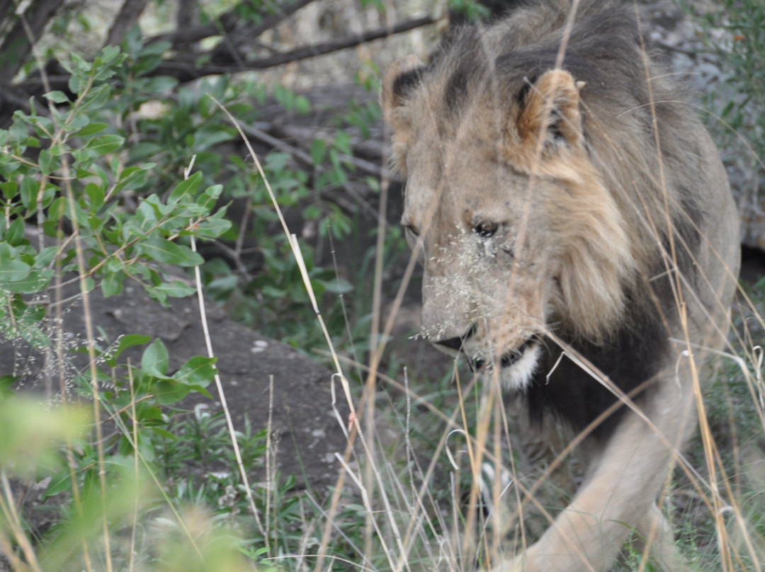 Shambala Private Game Reserve主图