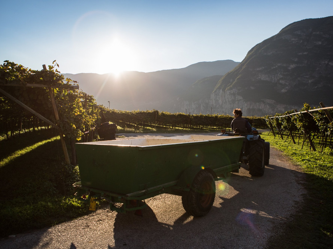 Cantina Roverè della Luna Aichholz景点图片