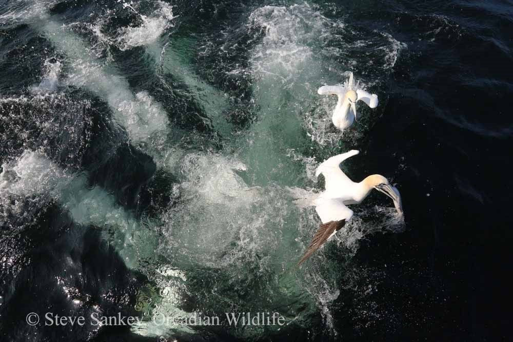 Orcadian Wildlife景点图片