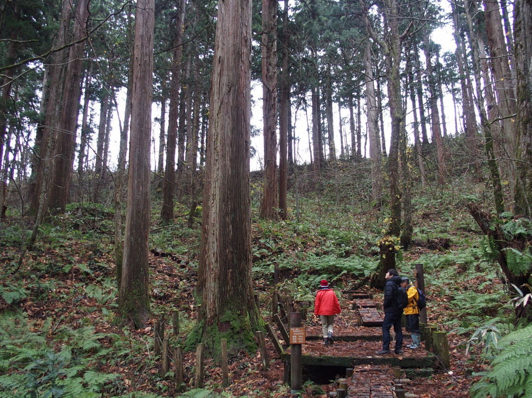 Nibunamizusawa Sugi Shokubutsu Gunraku Forest Reserve-能代市必去景点