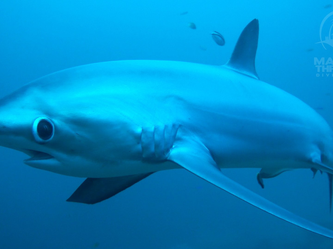 Mabuhay Thresher Dive Center景点图片