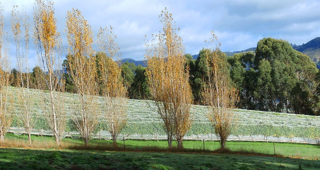 Leven Valley Vineyard-Gunns Plains必去景点