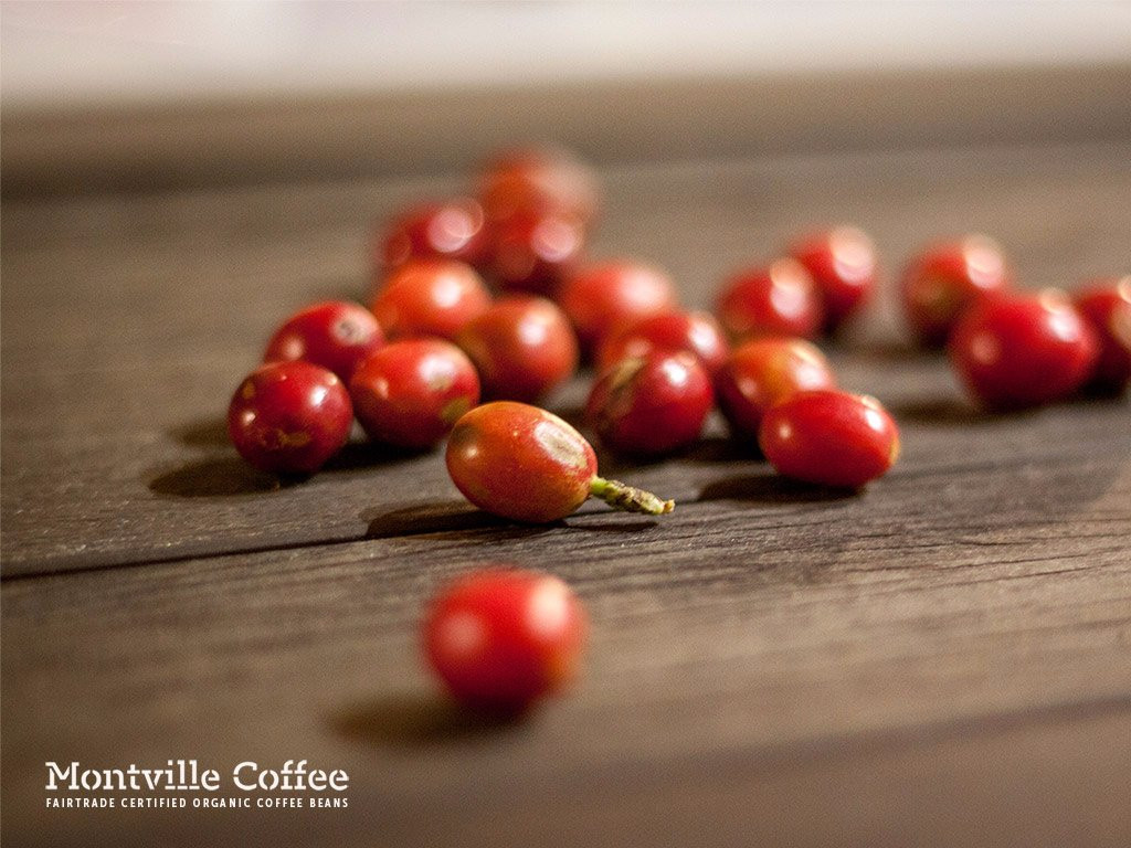 Montville Coffee景点图片