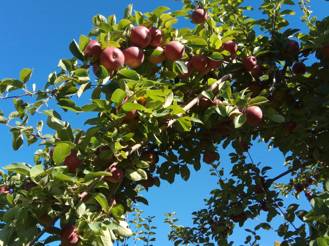 Mad Tom Orchard-East Dorset必去景点