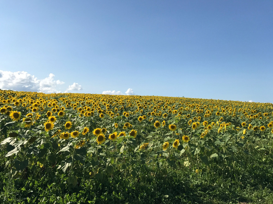 Dakeyne Farm-Falmouth必去景点