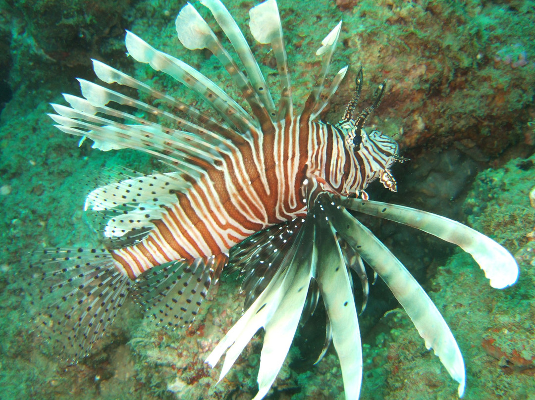 Andaman Bubbles-哈夫洛克岛必去景点