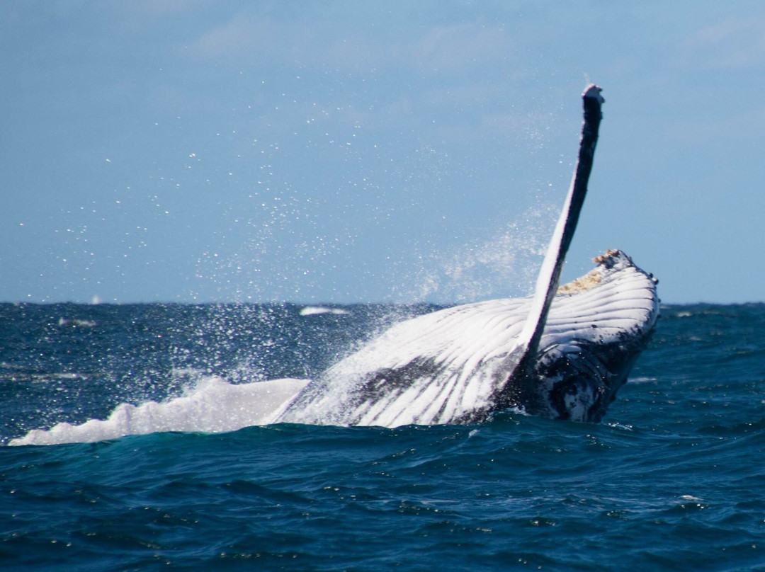 Wild Byron-拜伦湾必去景点