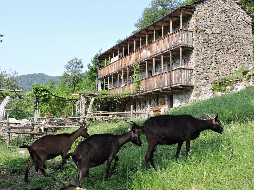 Azienda Agricola Corte Merina