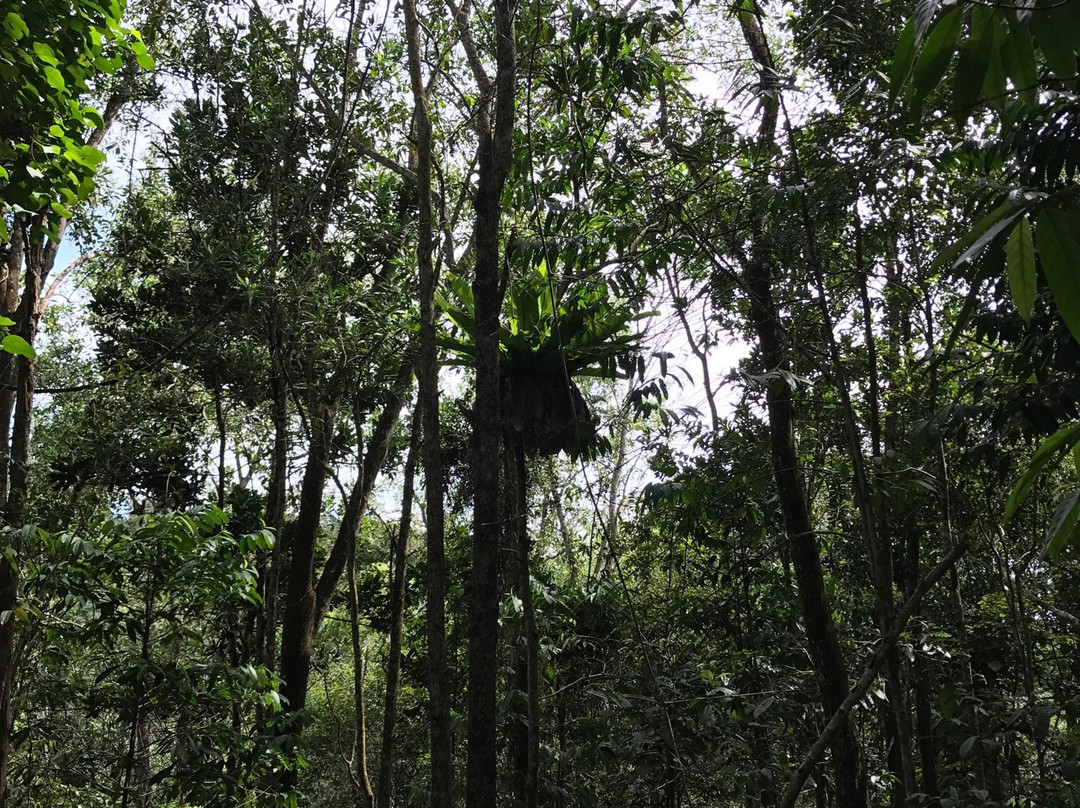 山打根热带雨林公园-山打根必去景点