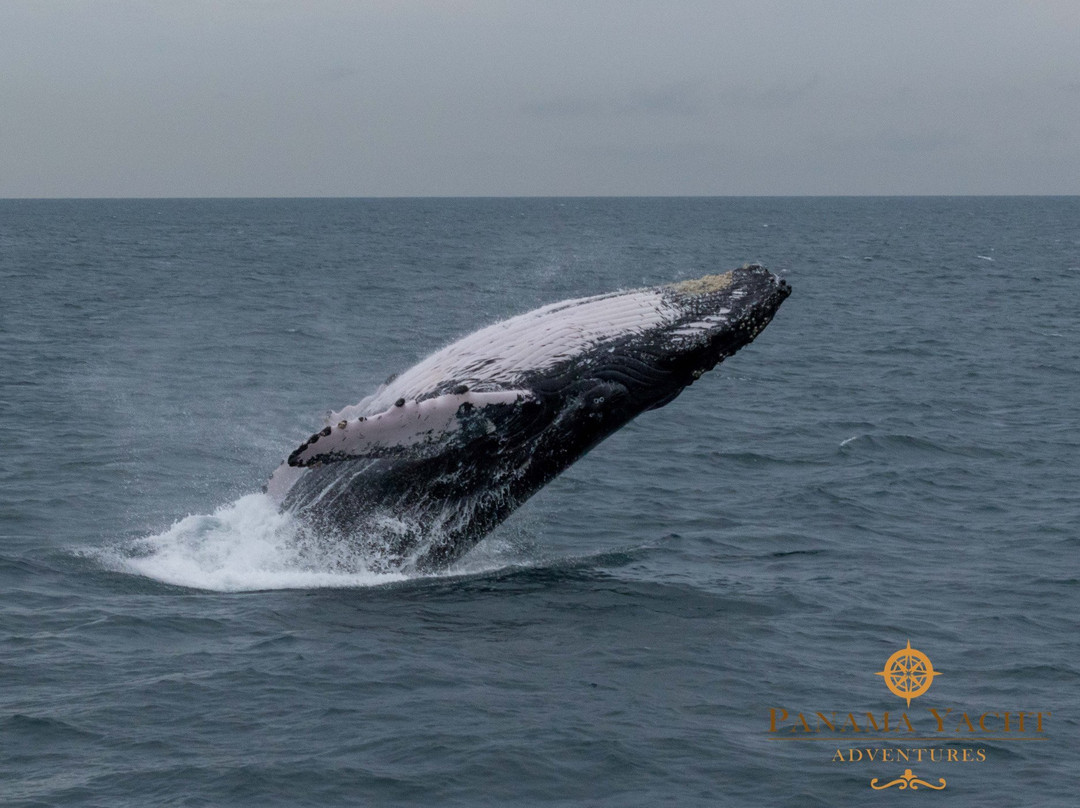 Panama Yacht  Adventures Day Tours