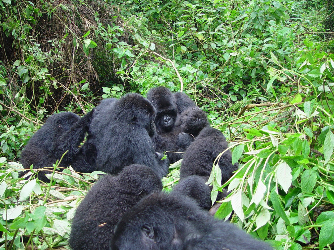 Kawira Safaris Ltd-吉佳利必去景点