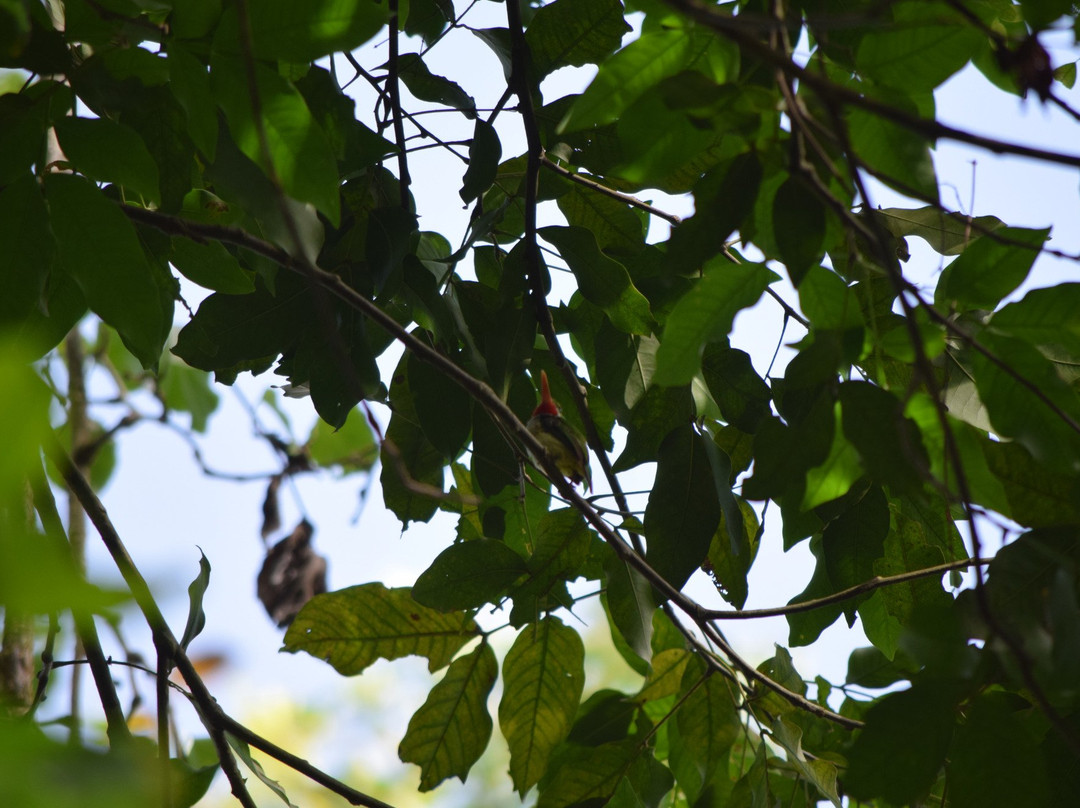 Gabriel Lugo Birding Tour Guide-巴塞罗那塔必去景点