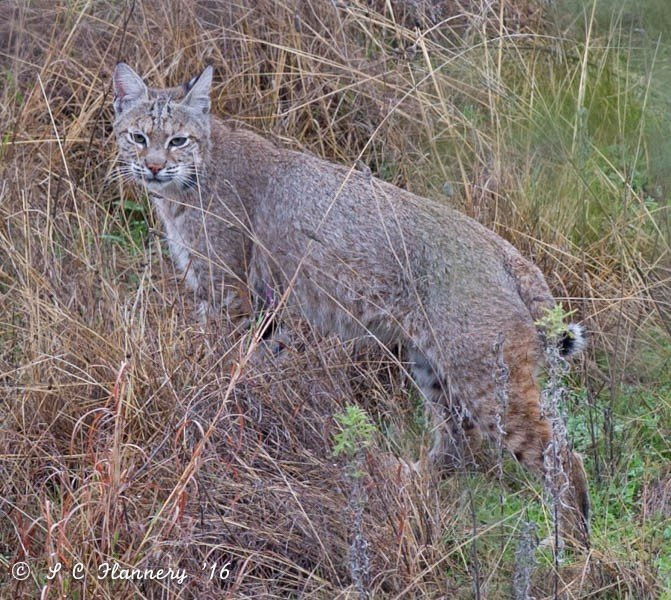 Canyon of the Eagles Nature Park-Burnet必去景点