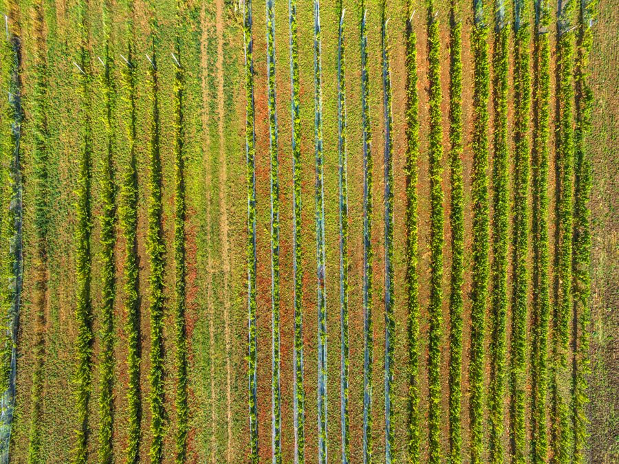 Lubuskie Center for Vinemaking景点图片