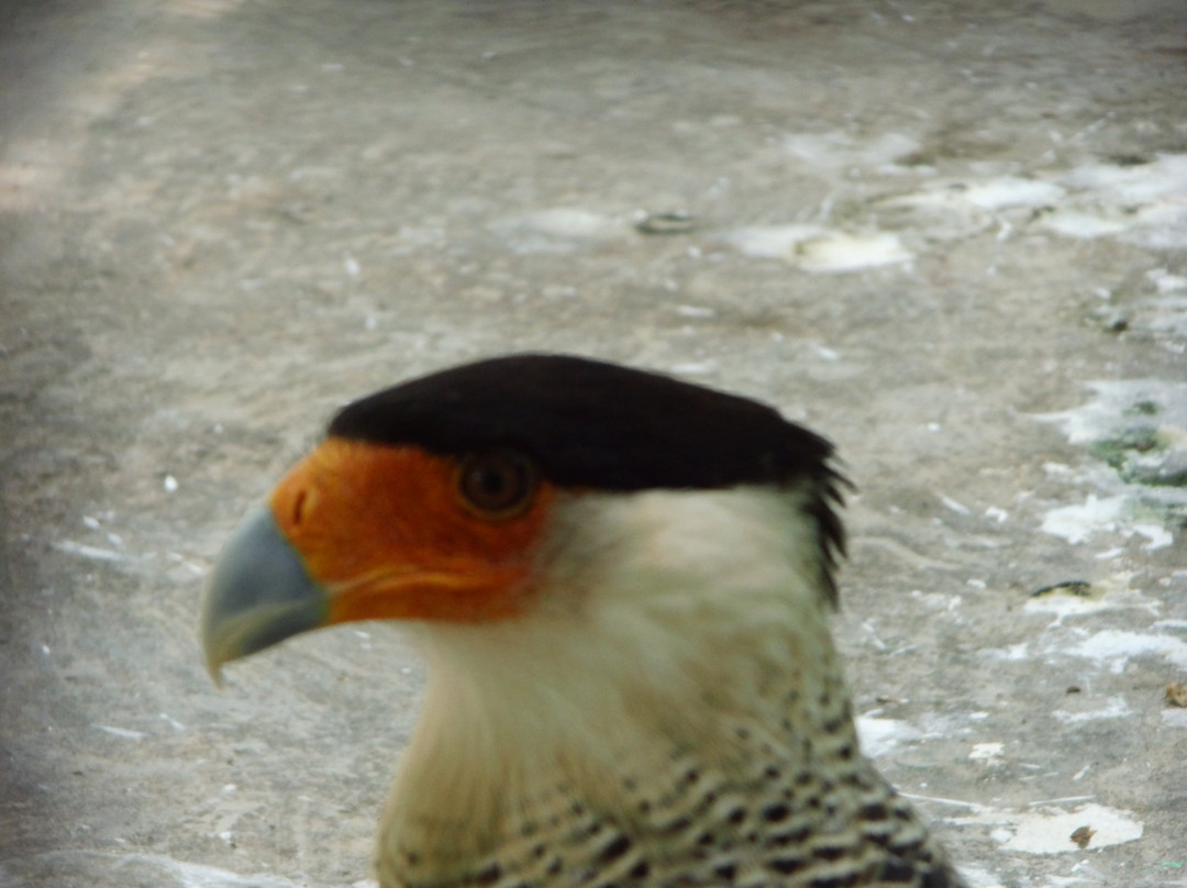 Parque Zoologico La Guaricha景点图片