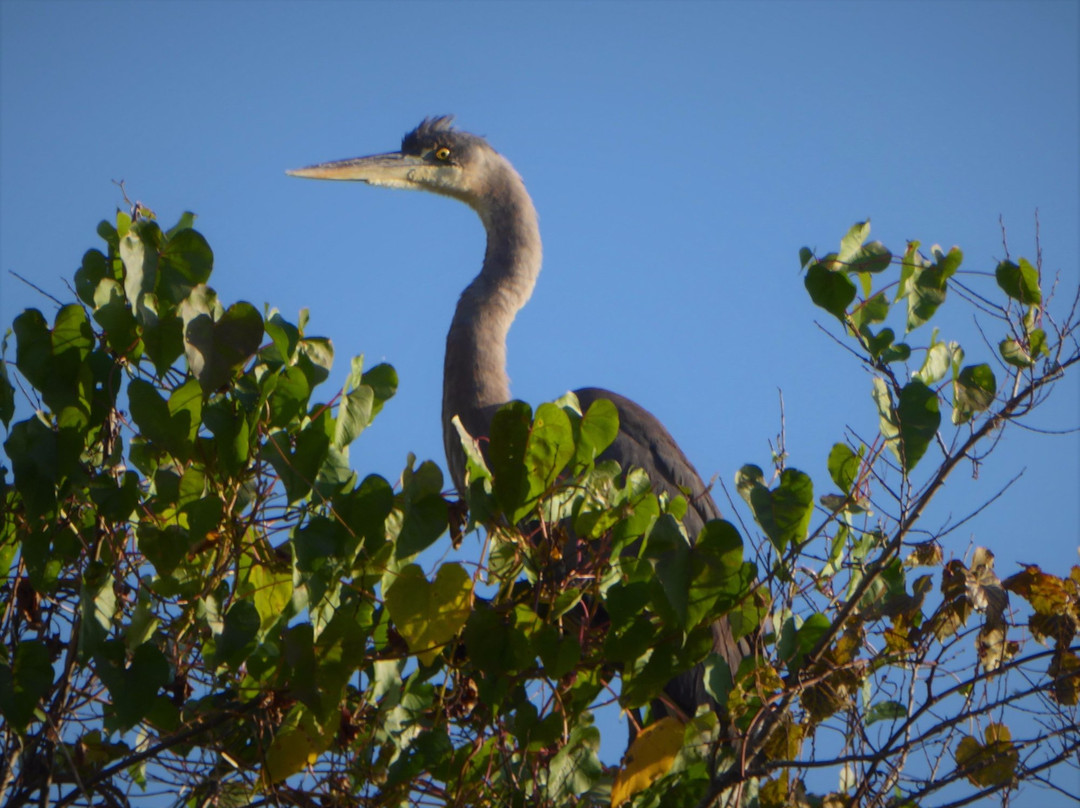 Lake Jesup Conservation Area-Oviedo必去景点