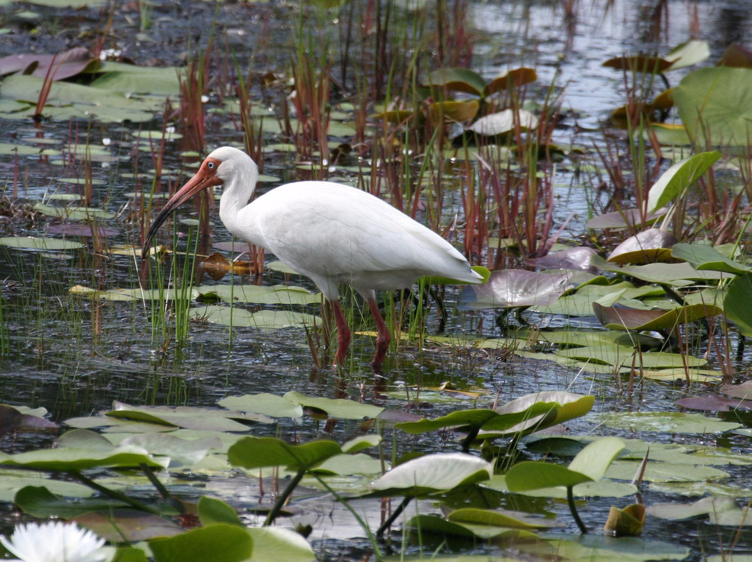 Patsy Pond Nature Trail景点图片