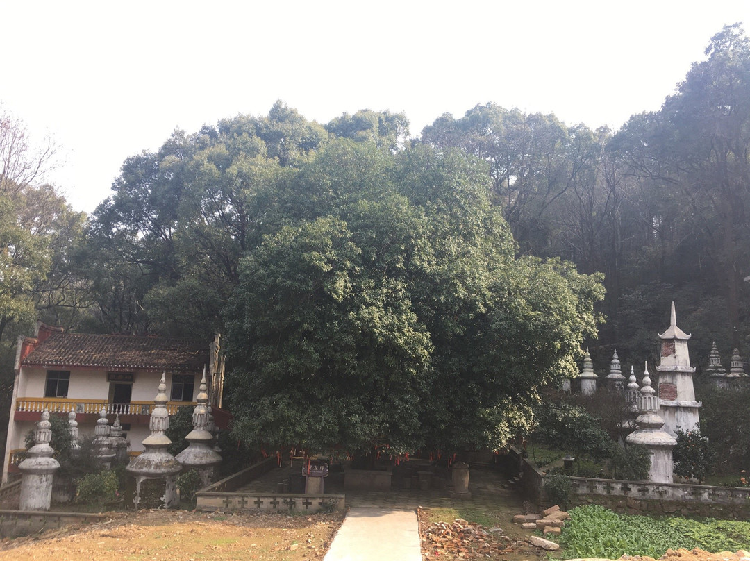 古大同寺-津市市必去景点