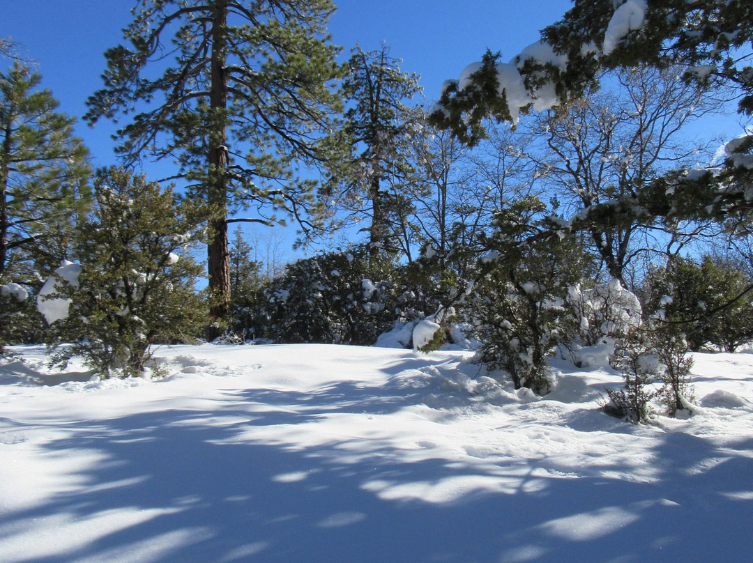 Action Zipline Tours-大熊湖必去景点