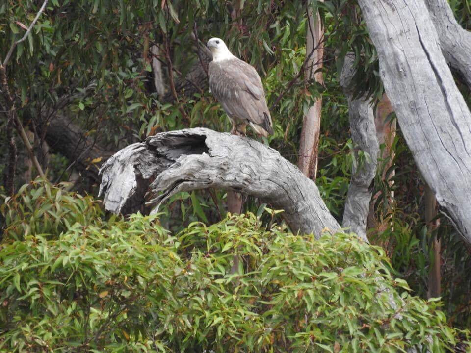 Mallacoota Cruises景点图片
