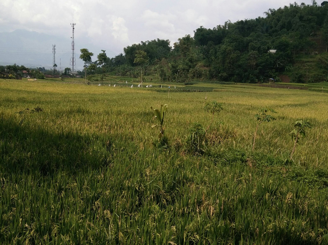Mount Cikuray景点图片