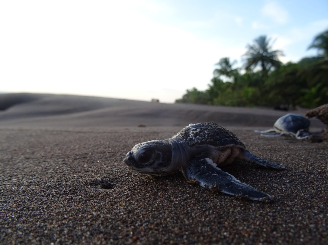 Tortuguero Eco Experiences景点图片