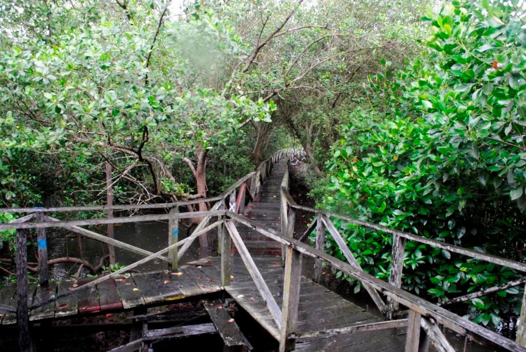 Margomulyo Mangrove Forest-巴厘巴板必去景点