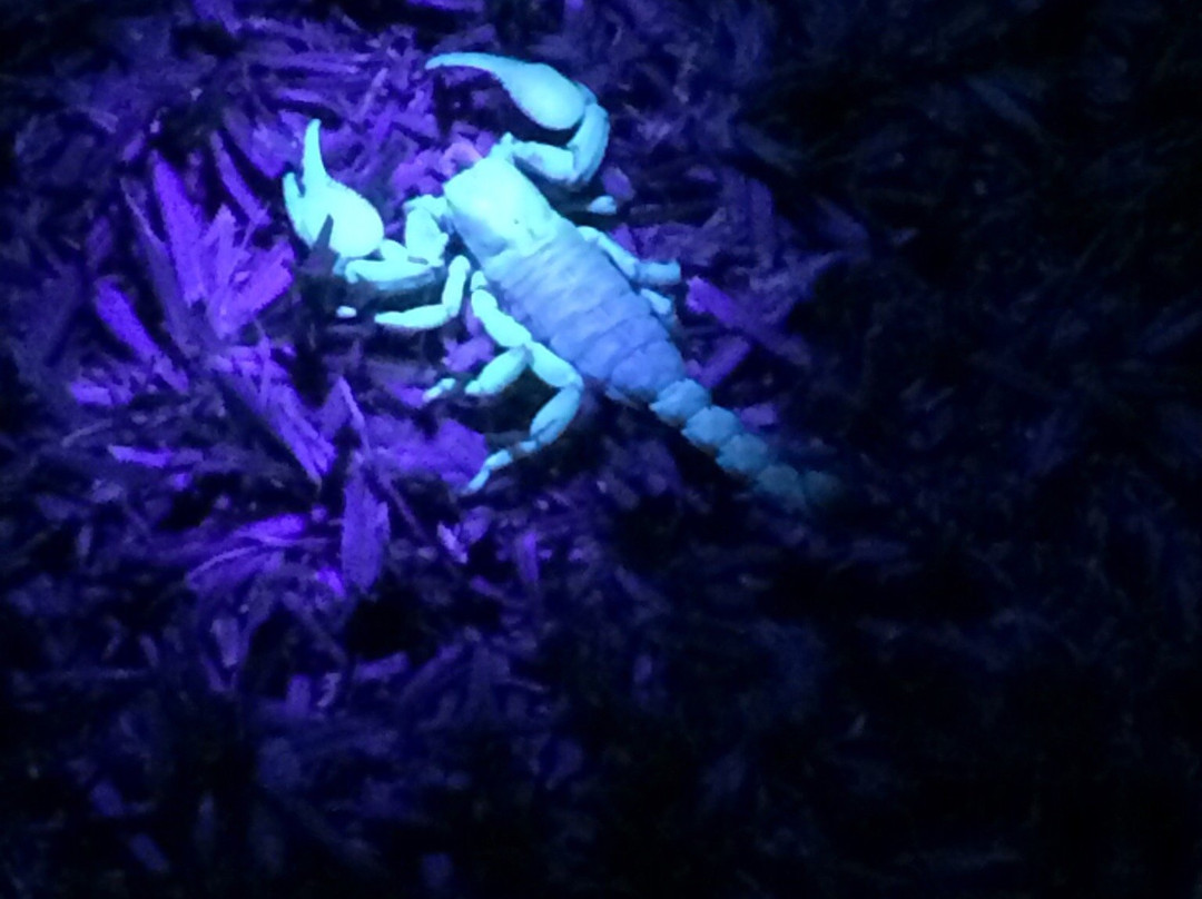 Not For Sissies Tours & Adventures-约翰内斯堡必去景点