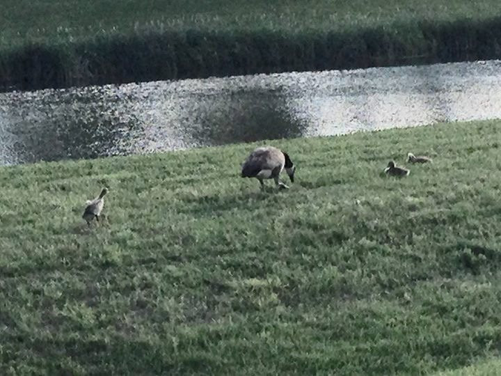 Beaverdam Park景点图片