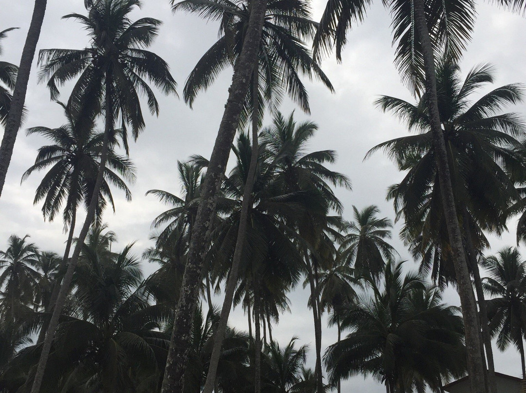 Coconut Grove African Village主图