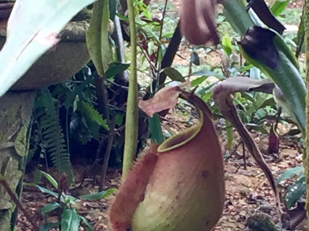 Pitcher Plants Garden-古晋必去景点