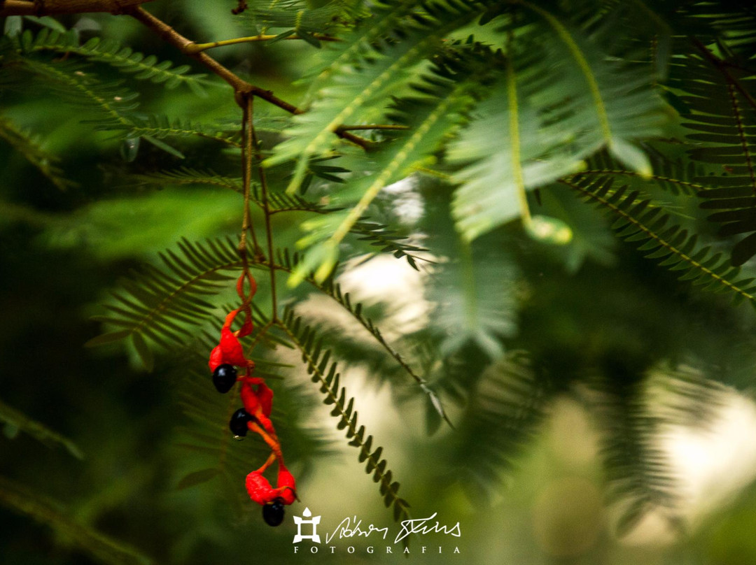 Archaeology and Ethnography Museum-Macapa必去景点