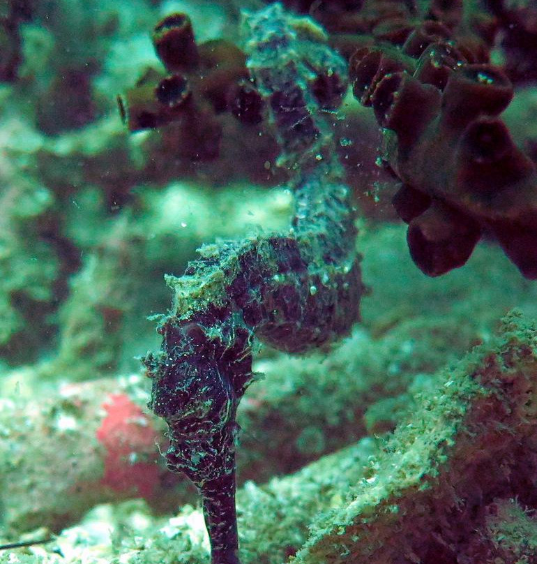 Quiver Dive Team-红土坎必去景点