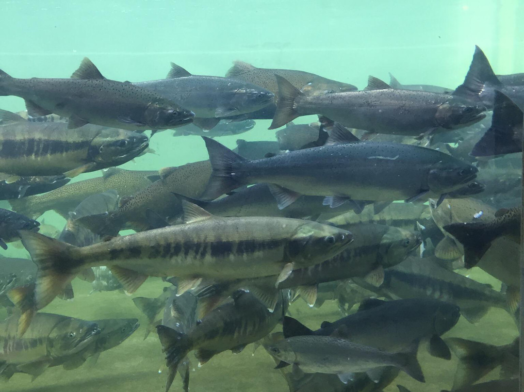 Puntledge River Hatchery-科特尼必去景点