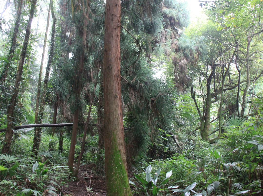 杜鹃花保护区-峨眉山市必去景点