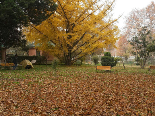 River Songs Tours and Travels-斯利那加必去景点