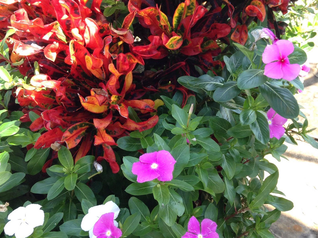 Deer Island Country Club-Tavares必去景点