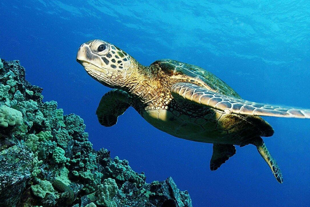 Yellow Submarine-塔里法必去景点