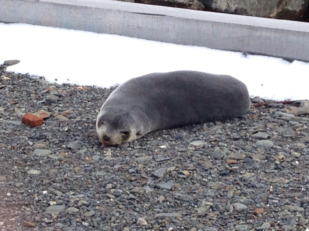 Fortuna Bay-南乔治亚岛必去景点