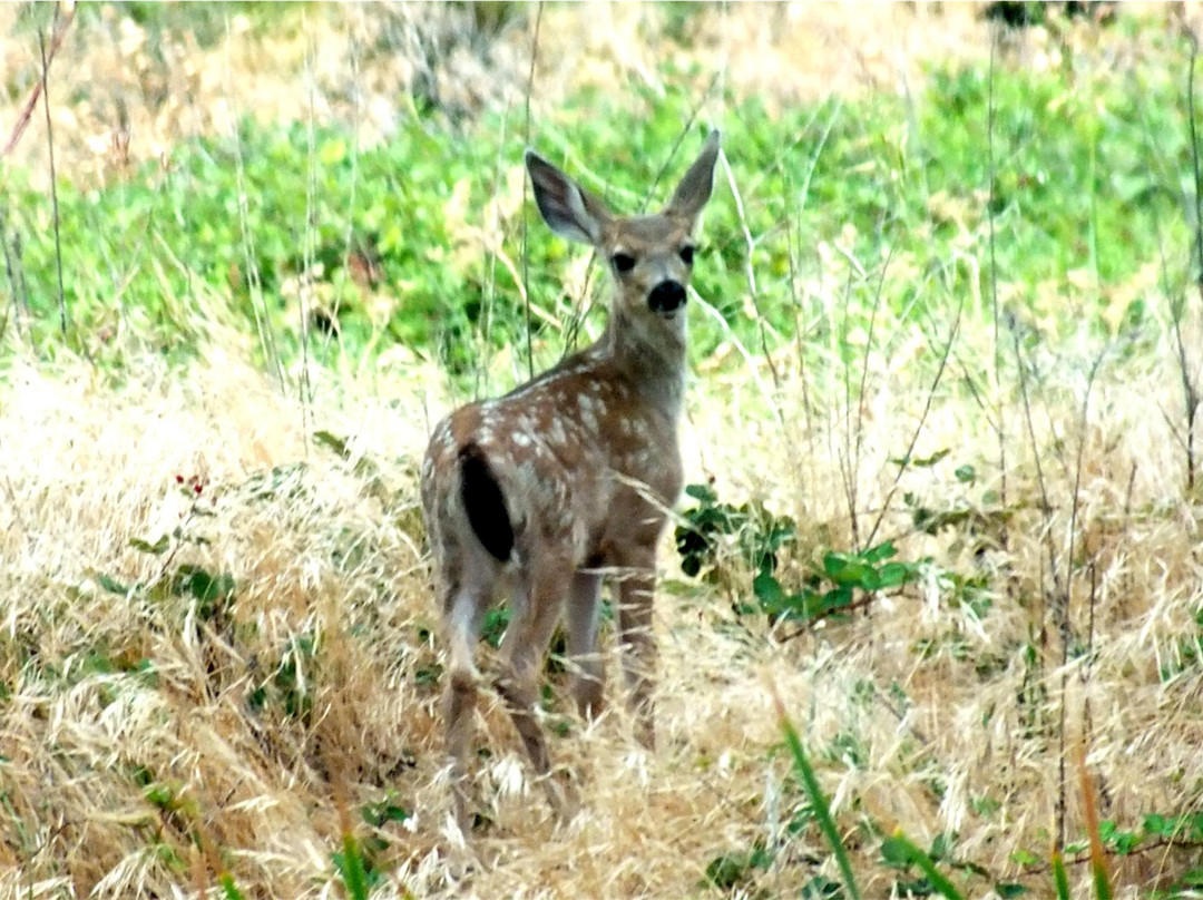 Gray Lodge Wildlife Area-Gridley必去景点