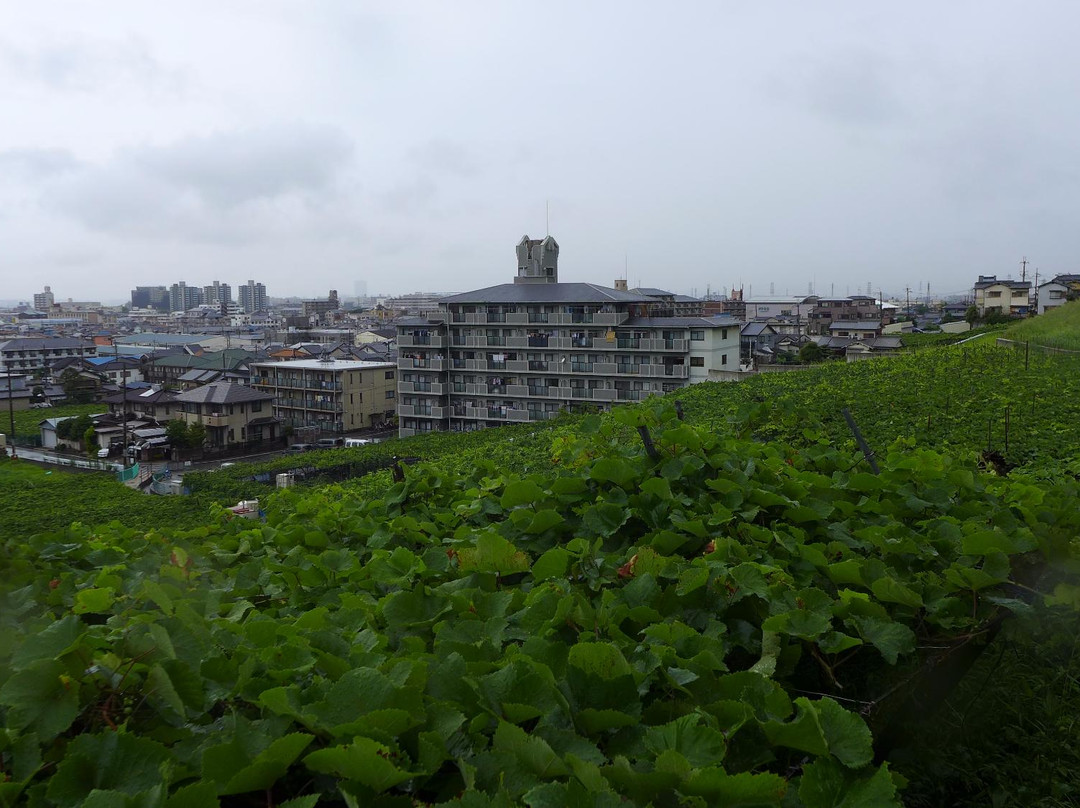 Katashimo Winery