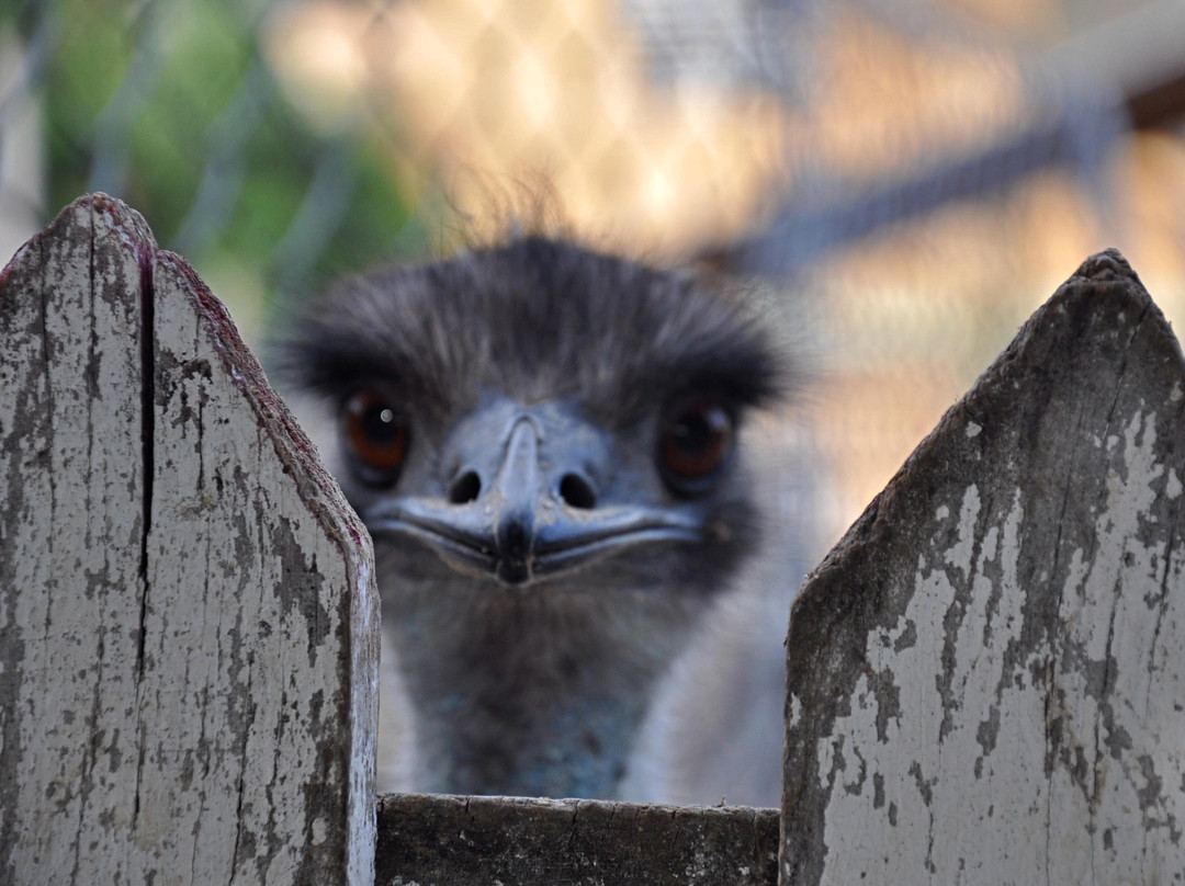 Parque Zoologico Gurabo-圣地亚哥必去景点