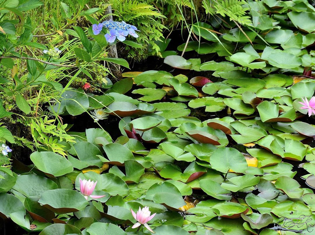 Takidani Hanashobu Garden景点图片