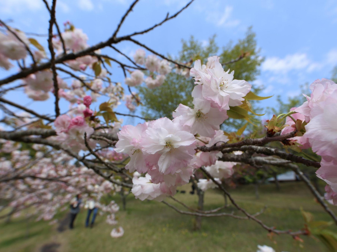 Shizumine Furusato Park景点图片