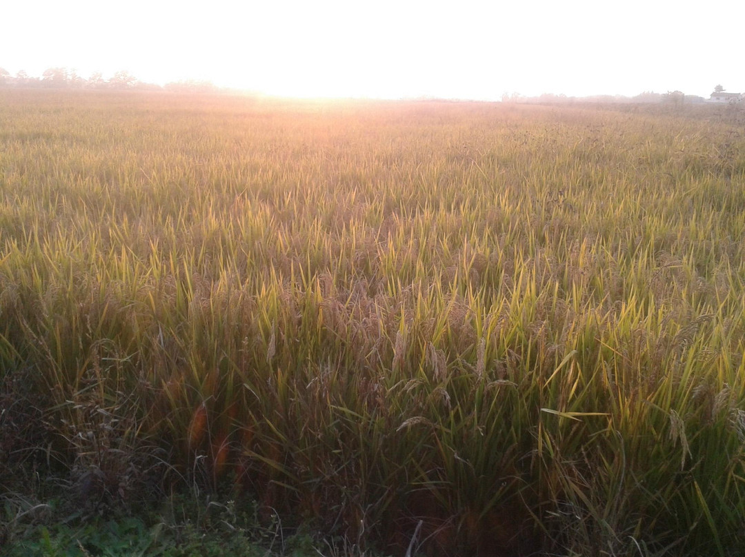 Rice Paddies Po River-韦尔切利必去景点