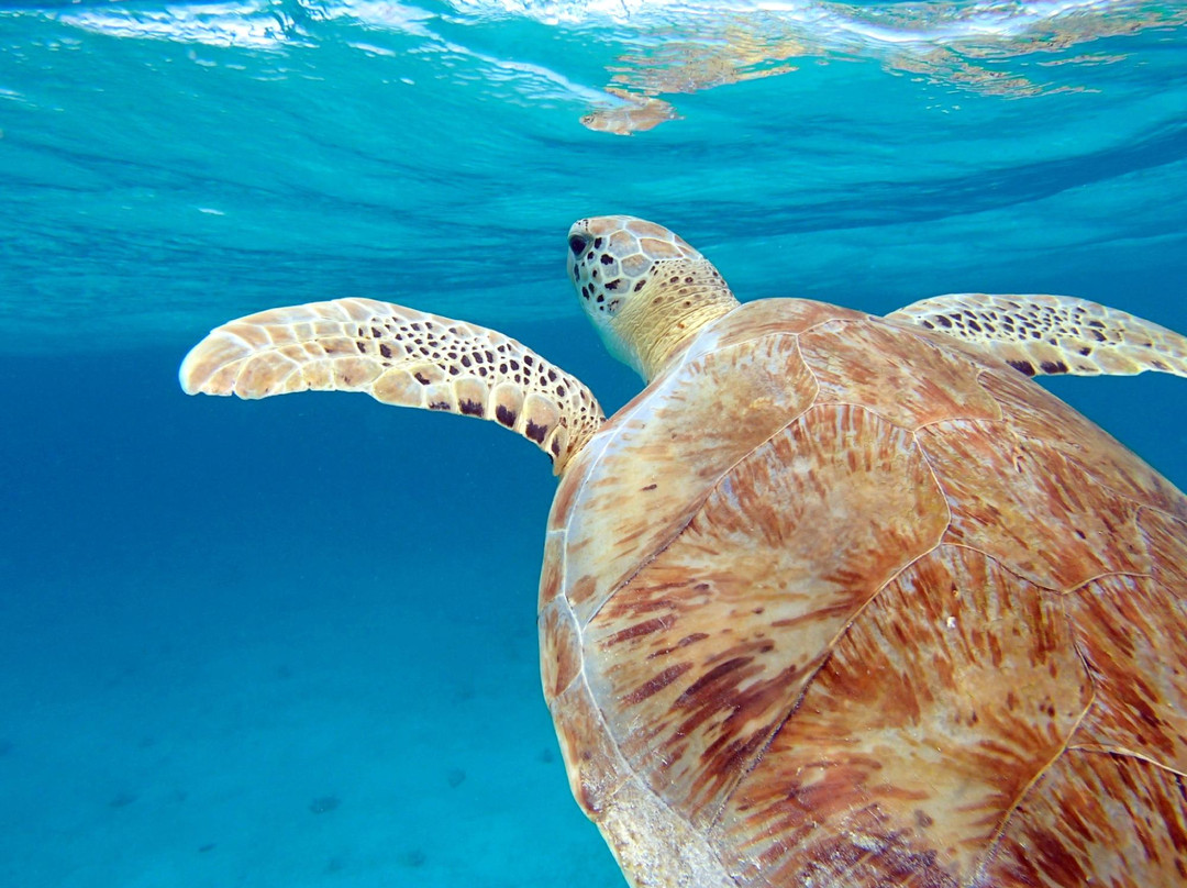 Location Voilier Guadeloupe-Saint Francois必去景点