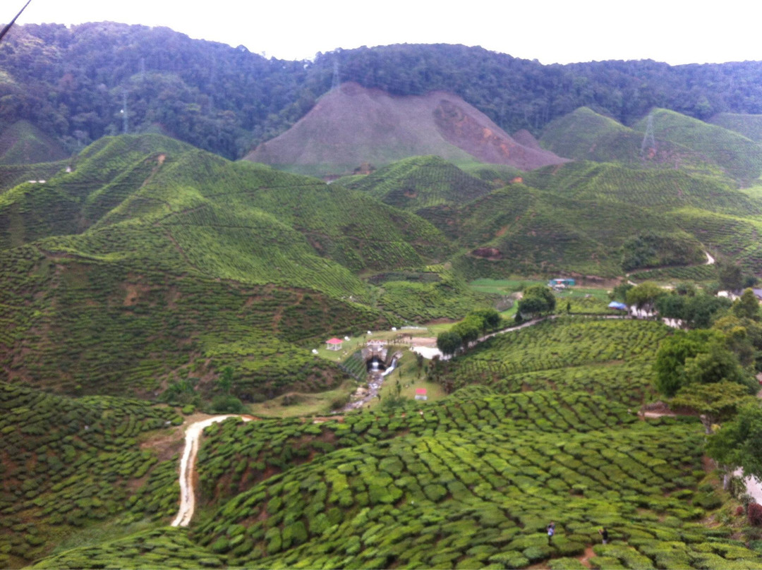 Cameron Bharat Tea Estate-丹那拉塔必去景点