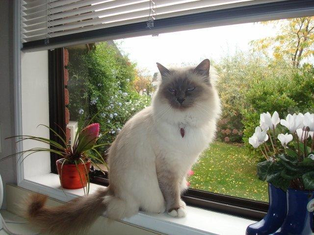 Lavender Towers主图