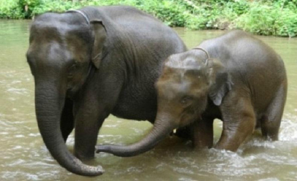 Chiangmai Jungle Trekking-清迈必去景点